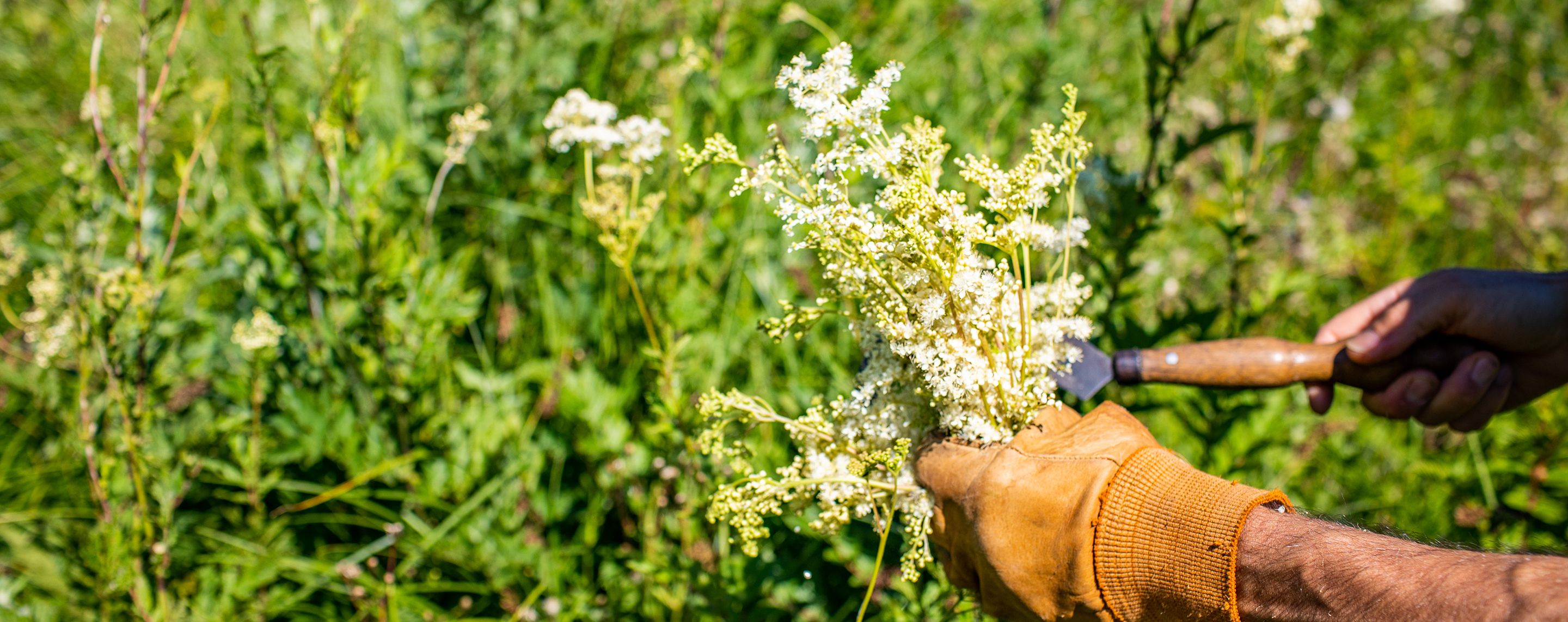 image cueillette de plantes