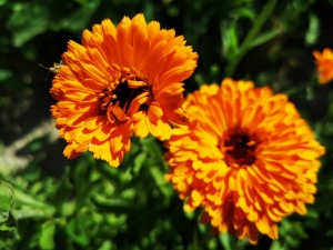 Image de Pommade Calm'endula