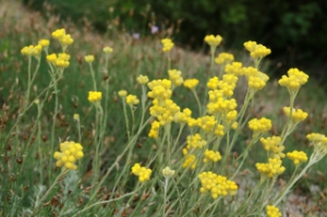 Image de Huile de massage aux Fleurs d'Hélichryse Bio