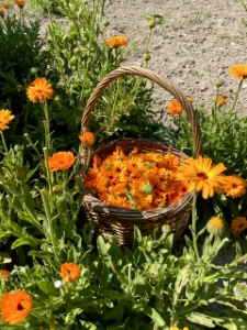 Image de Huile de massage aux Fleurs de Calendula Bio
