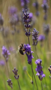 Image de Huile de massage aux Fleurs de Lavande Sauvage Bio