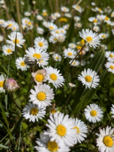 Image de Huile de massage aux Fleurs de Pâquerette Bio