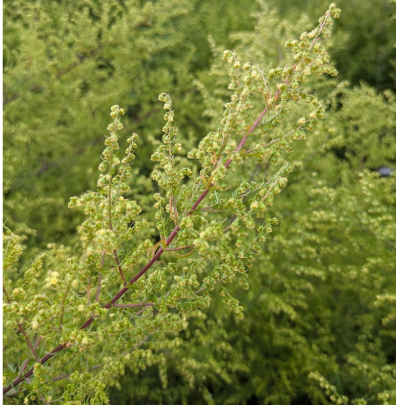 Image de Huile Essentielle Armoise Annuelle Bio