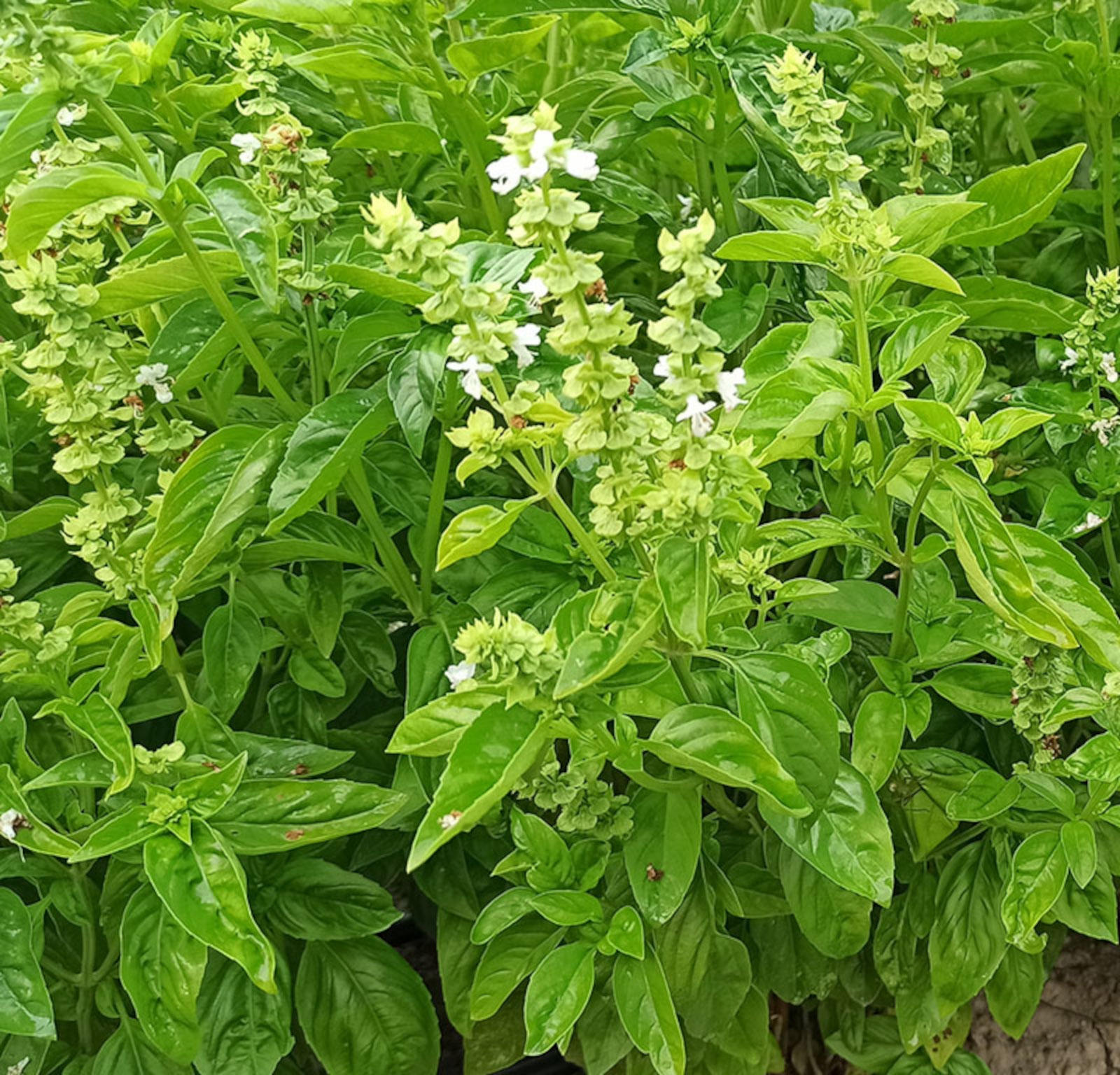 Image de Huile Essentielle Basilic Vert Bio