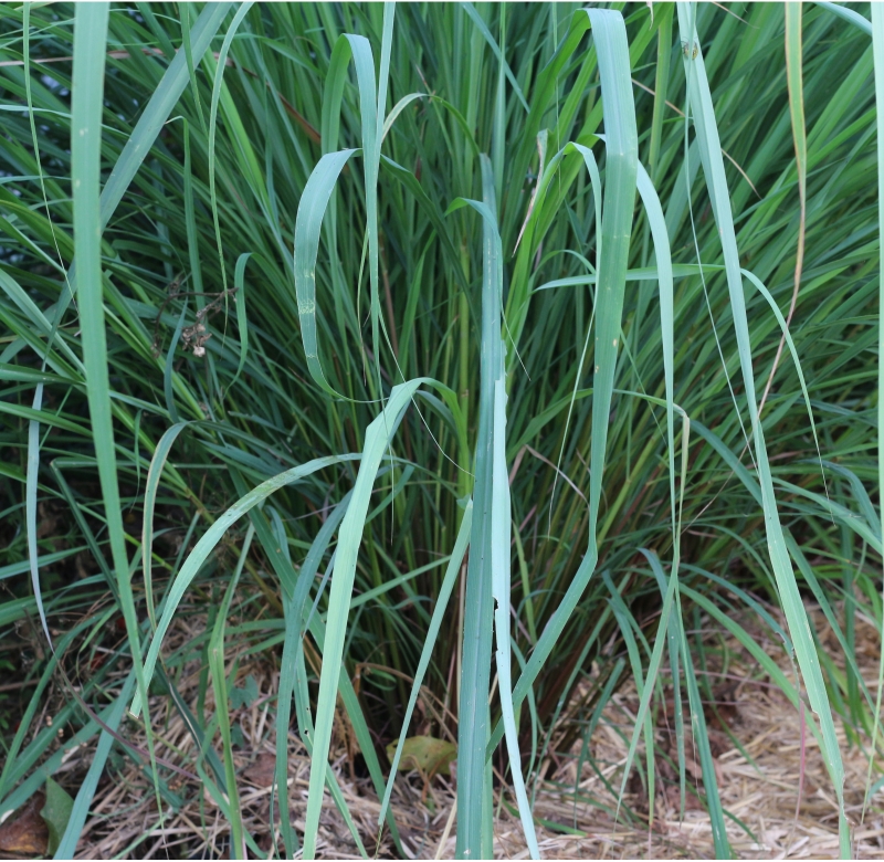 Image de Huile Essentielle Citronnelle Lemongrass Bio