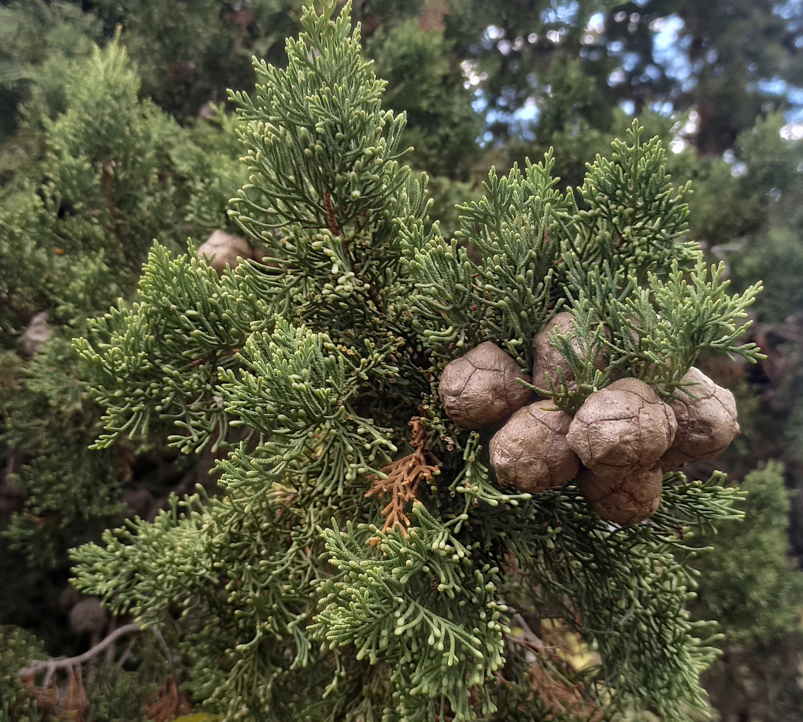 Image de Huile Essentielle Cyprès Bio