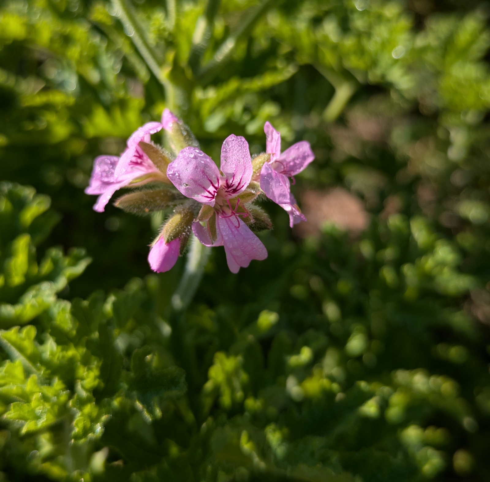Image de Huile Essentielle Géranium Rosat Bio
