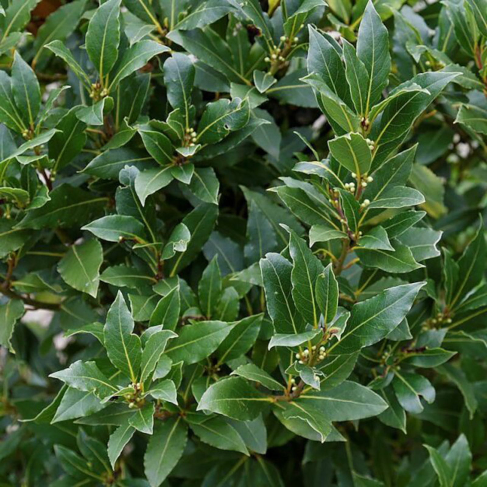 Image de Huile Essentielle Laurier Noble Bio