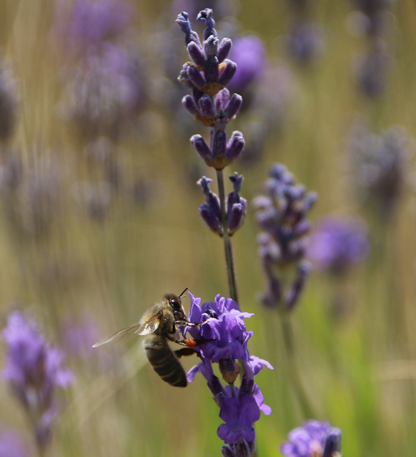 Image de Huile Essentielle Lavande Fine Sauvage Bio
