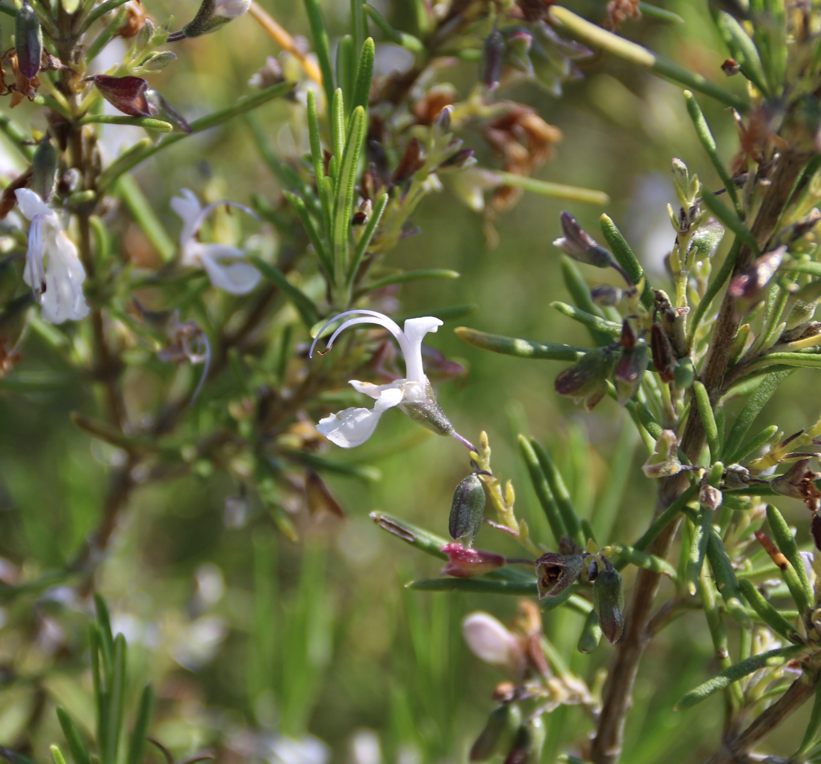 Image de Huile Essentielle Romarin Camphré Bio