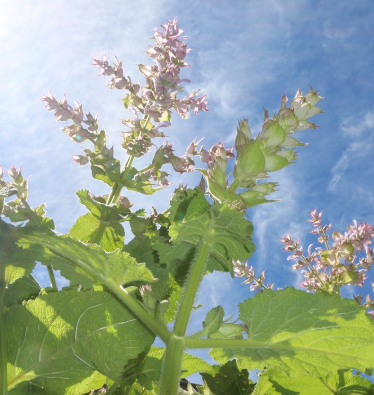 Image de Huile Essentielle Sauge Sclarée Bio