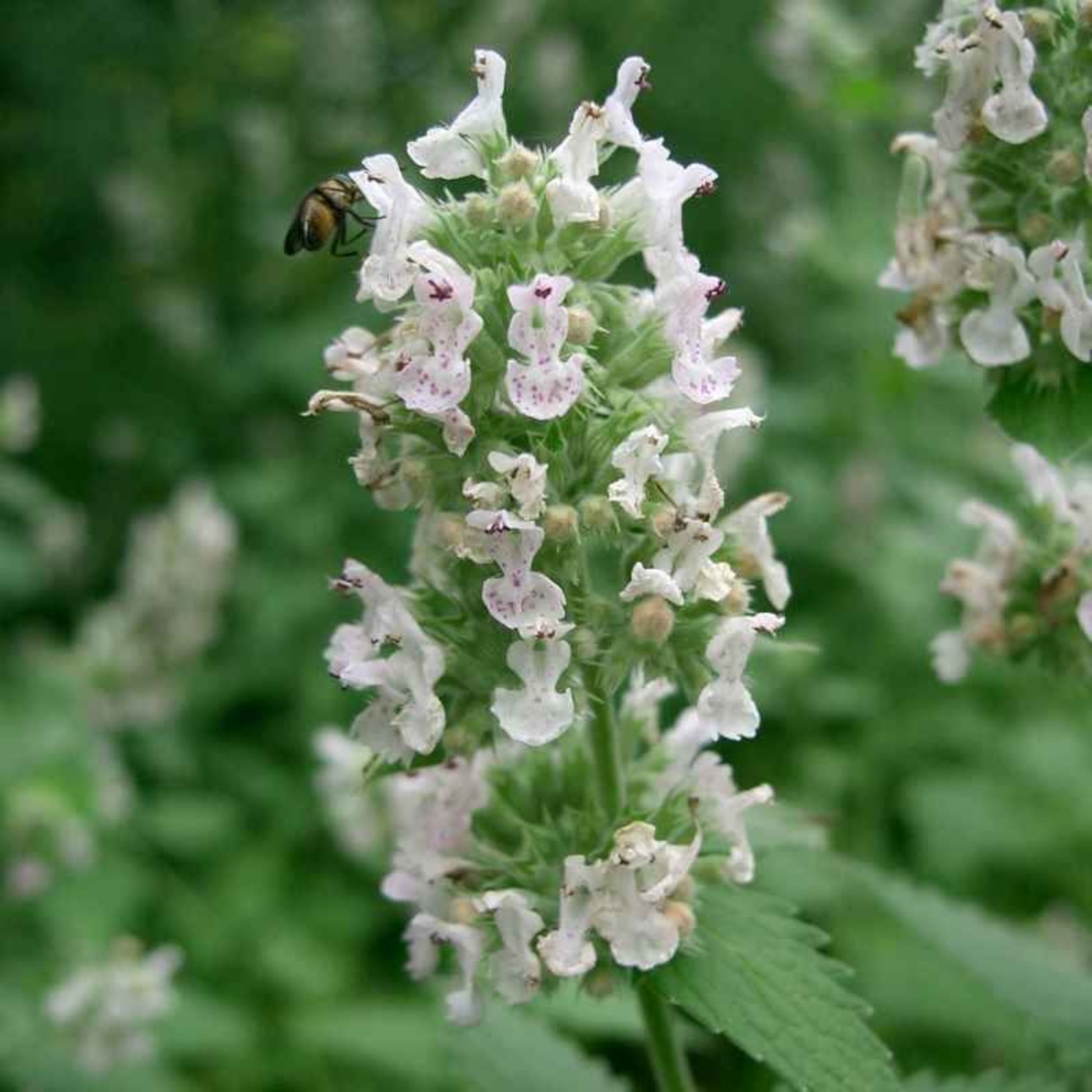 Image de Huile Essentielle Cataire Citronnée Bio