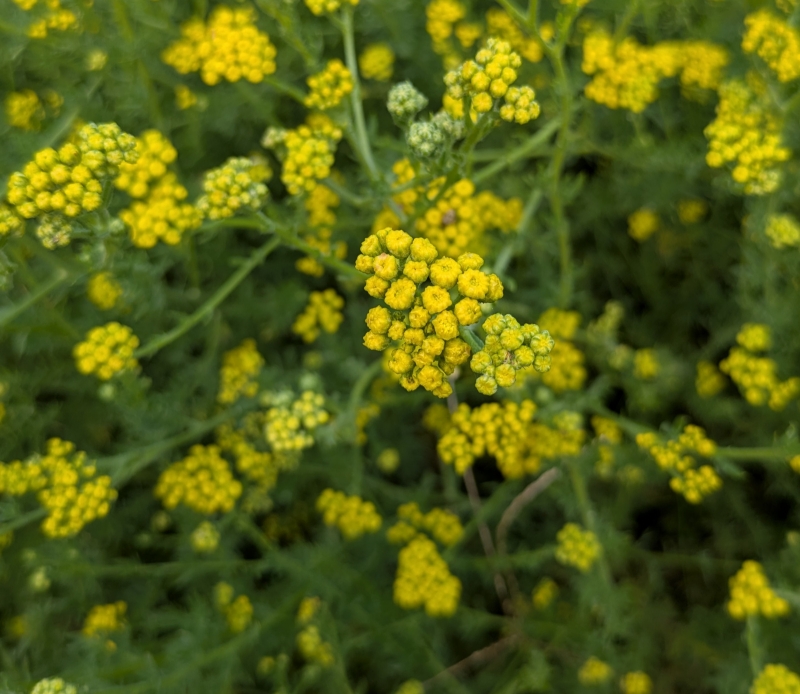 Image de Huile Essentielle Tanaisie Annuelle Bio