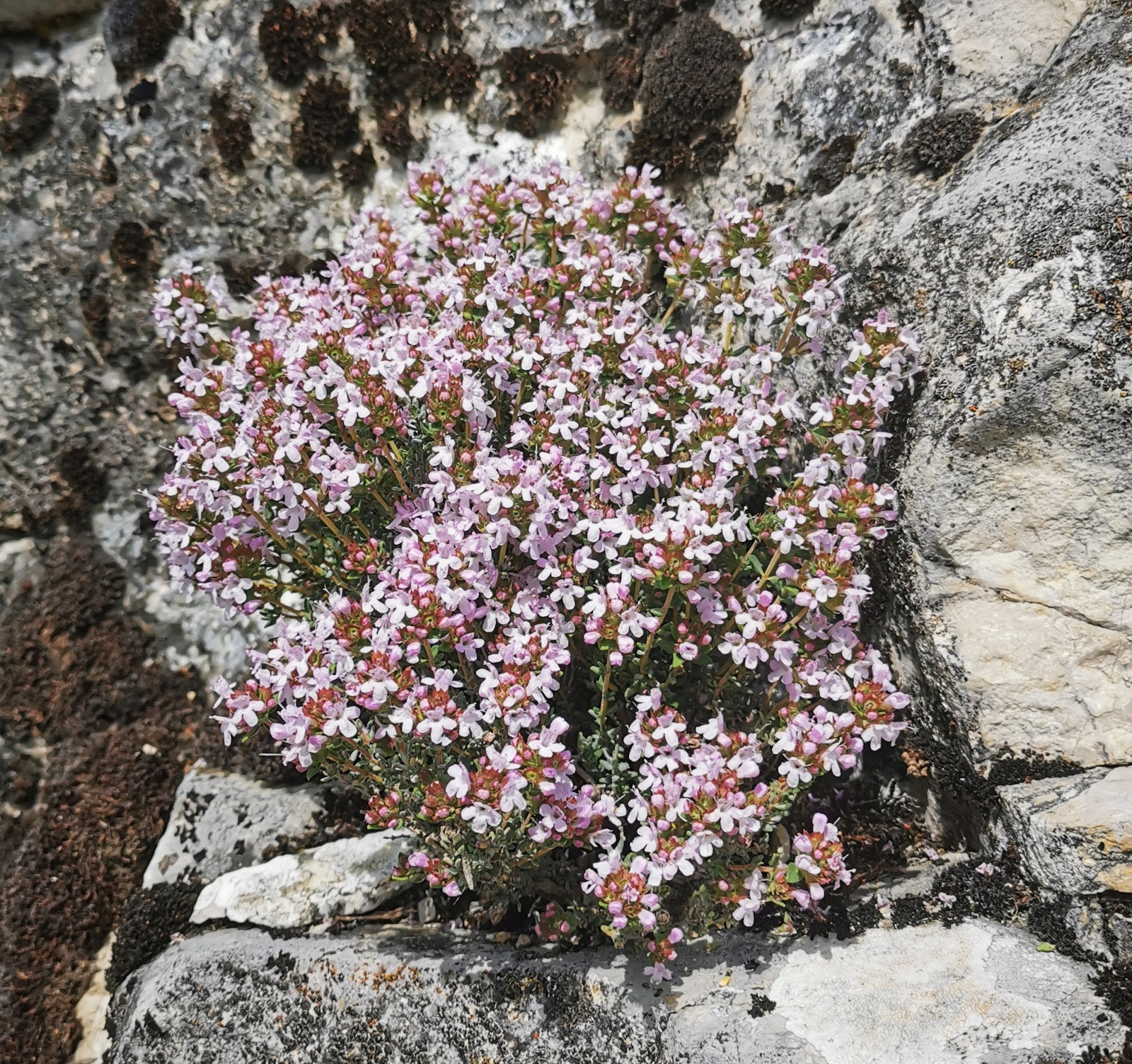 Image de Huile Essentielle Thym Linalol Bio