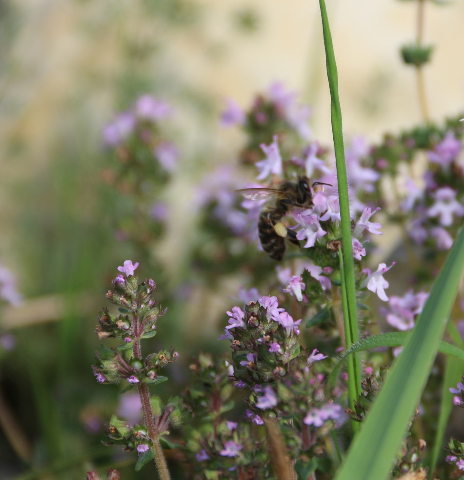 Image de Huile Essentielle Thym Thujanol Bio