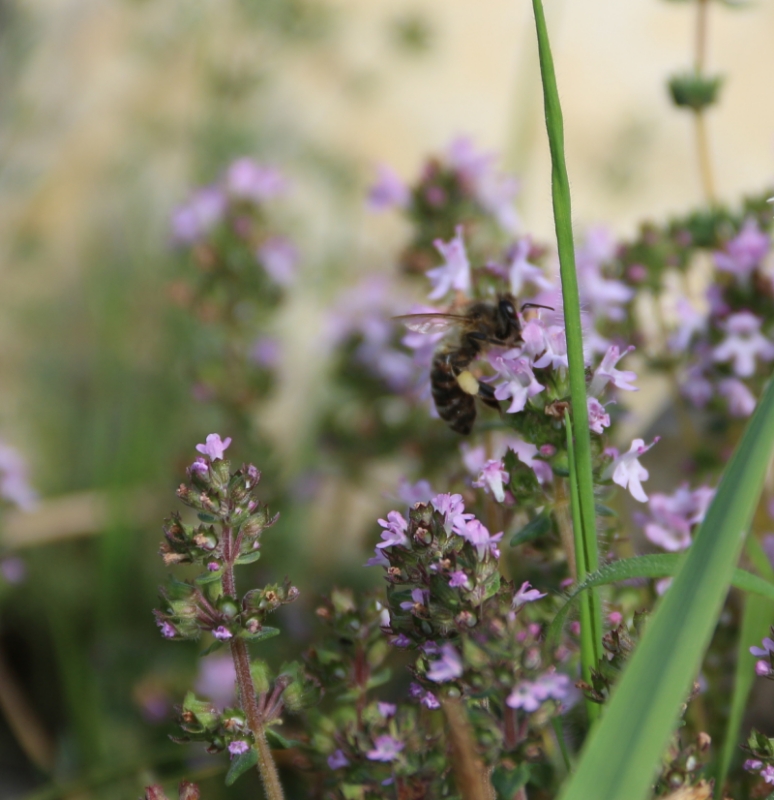 Image de Huile Essentielle Thym Thujanol Bio