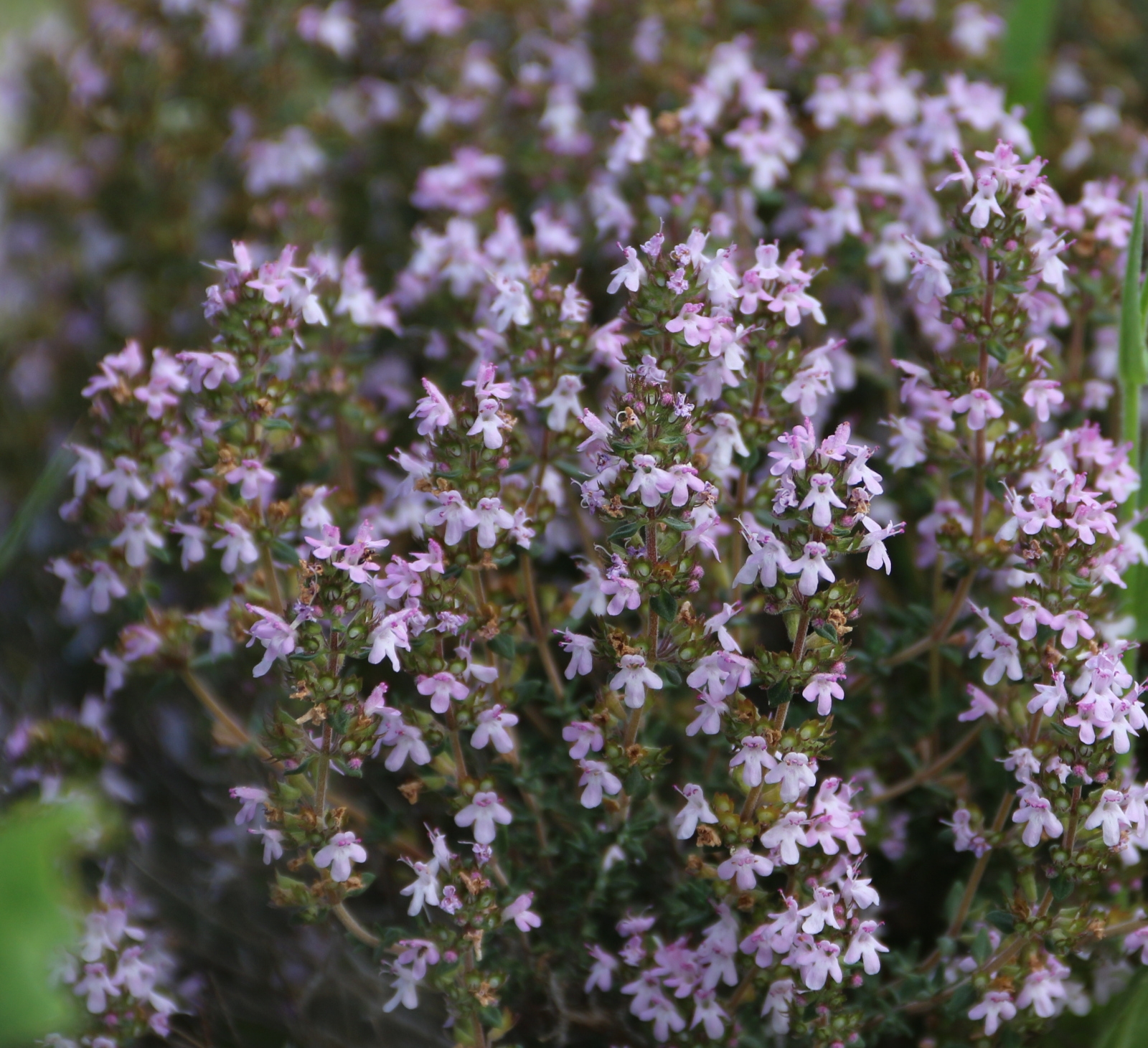 Image de Huile Essentielle Thym Géraniol Bio