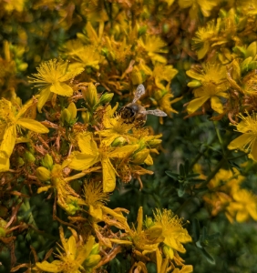 Image de Huile de massage aux Fleurs de Millepertuis Bio