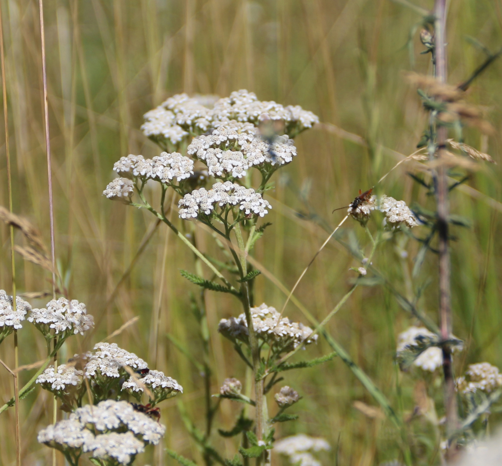 Image de Hydrolat Achillée Millefeuille Bio