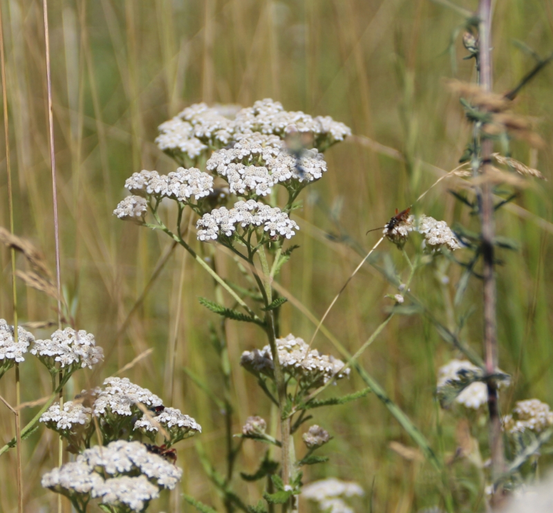 Image de Hydrolat Achillée Millefeuille Bio