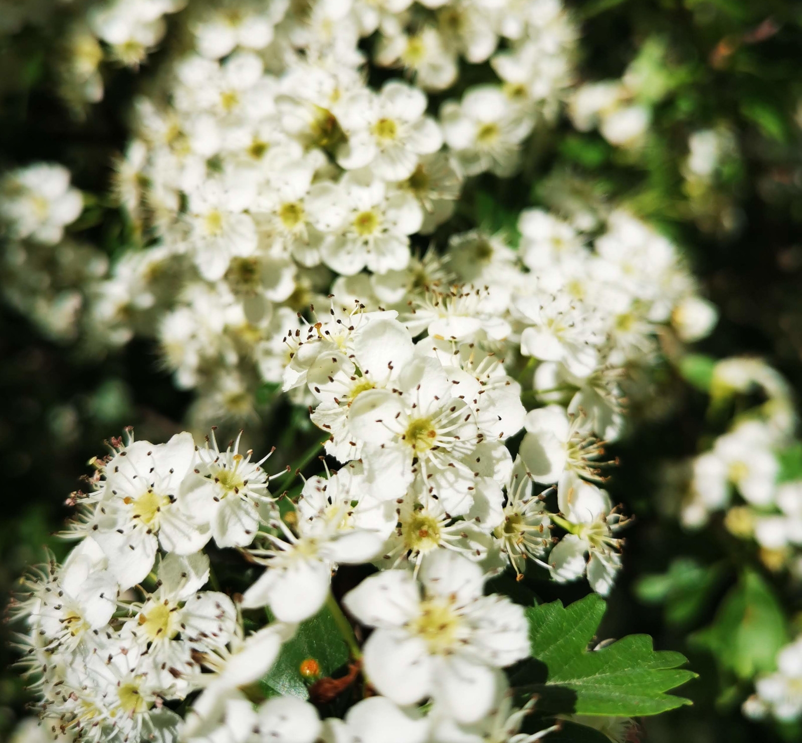 Image de Hydrolat Aubépine Bio