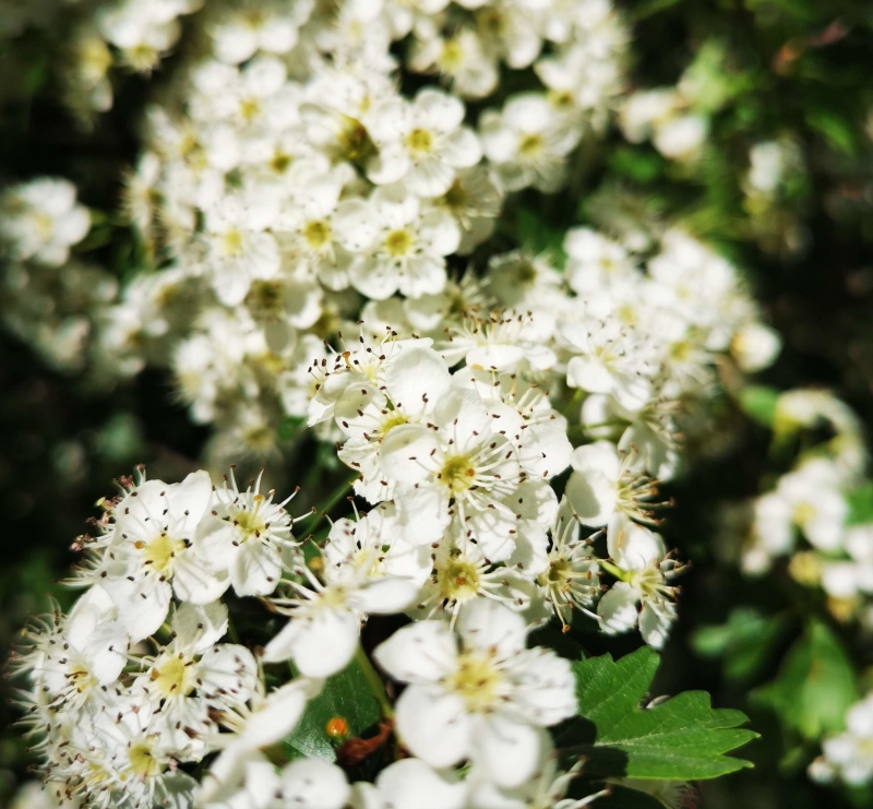 Image de Hydrolat Aubépine Bio