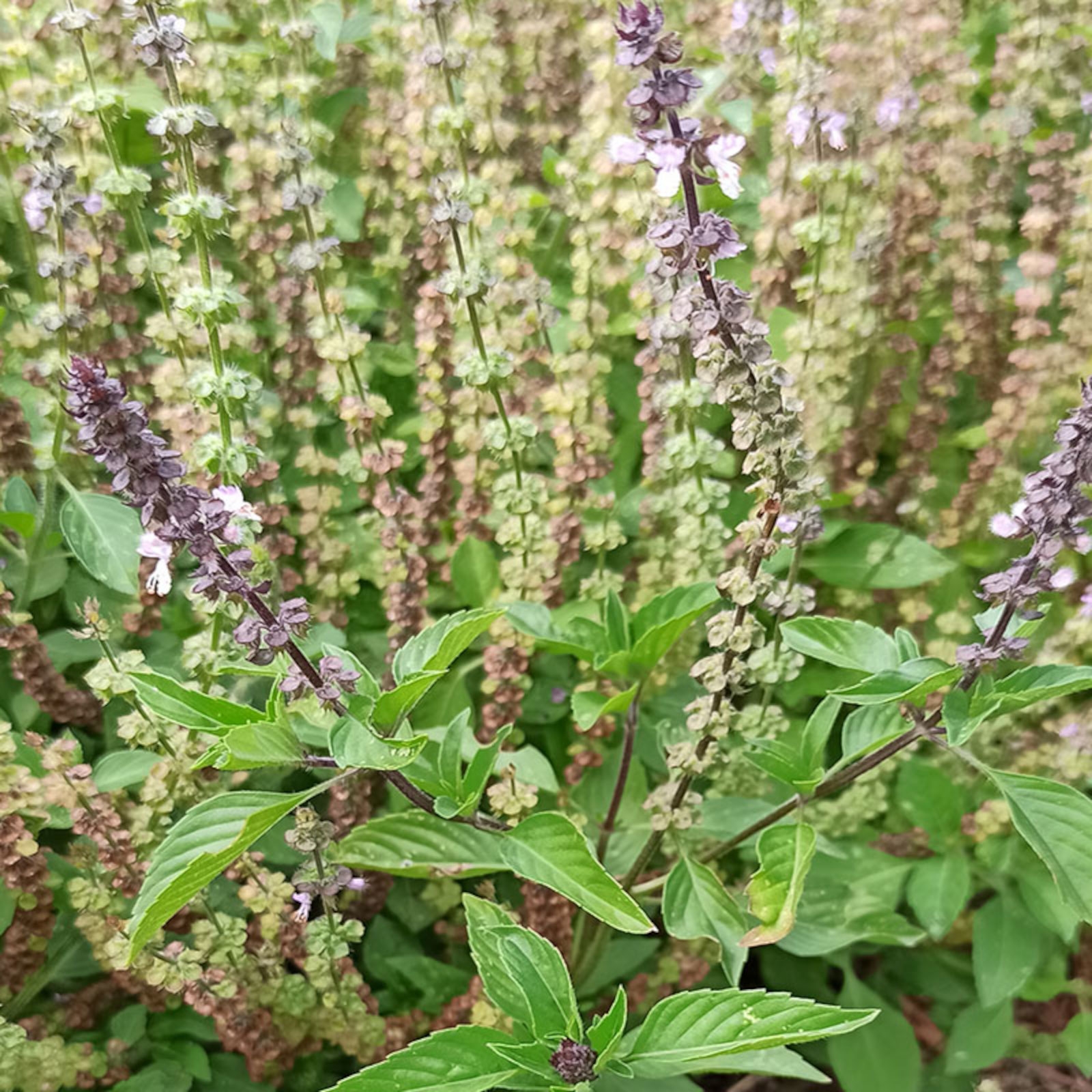 Image de Hydrolat Basilic Sacré ou Basilic Tulsi Bio