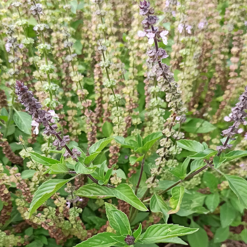 Image de Hydrolat Basilic Sacré ou Basilic Tulsi Bio