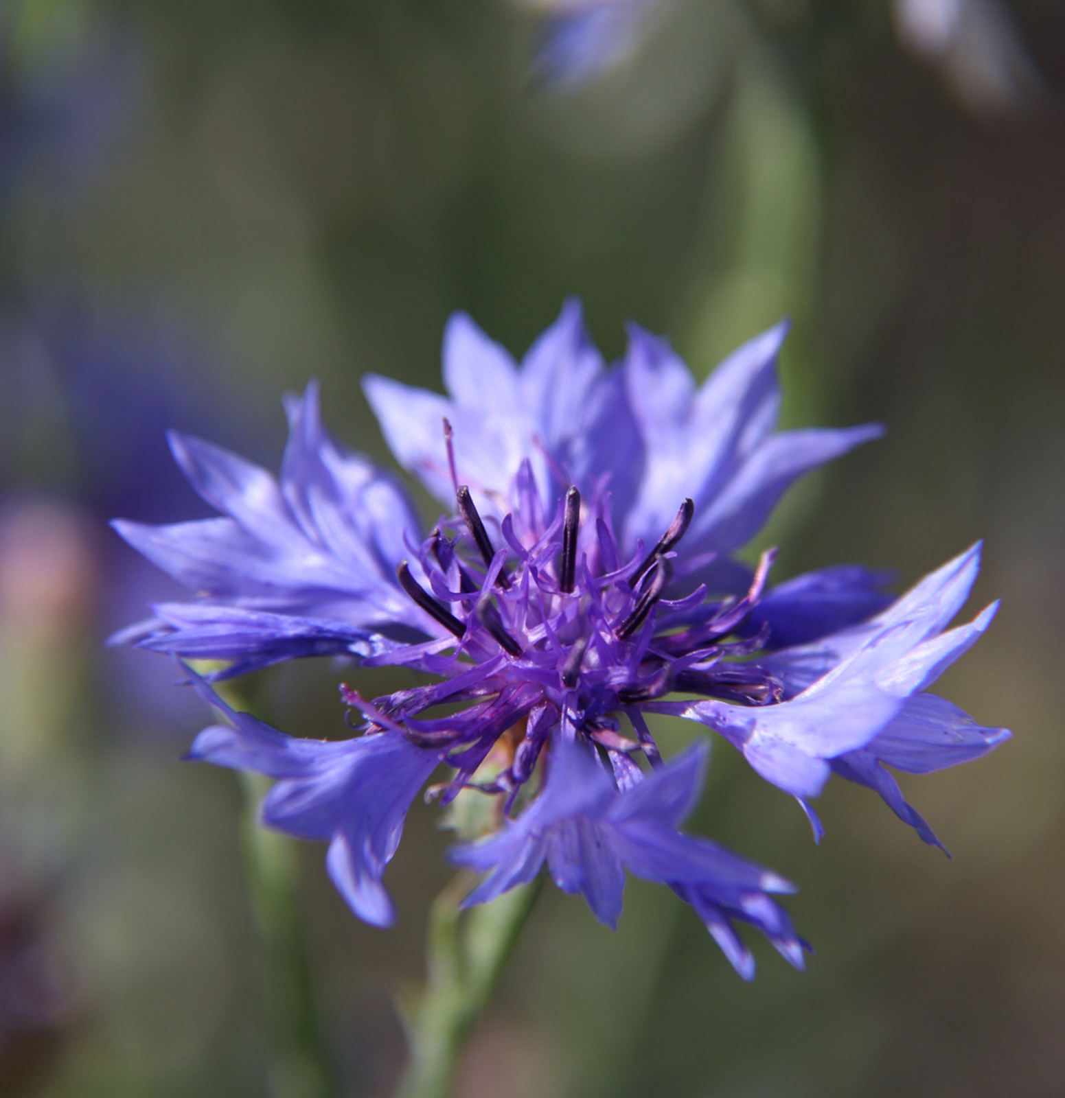 Image de Hydrolat Bleuet Bio