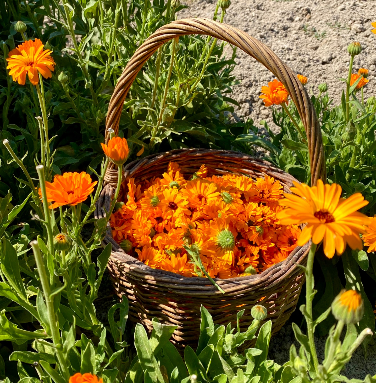 Image de Hydrolat Calendula Bio