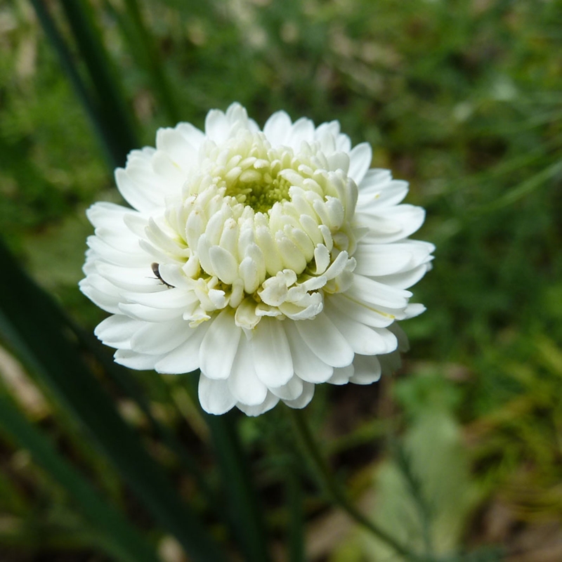 Image de Hydrolat Camomille Romaine Bio