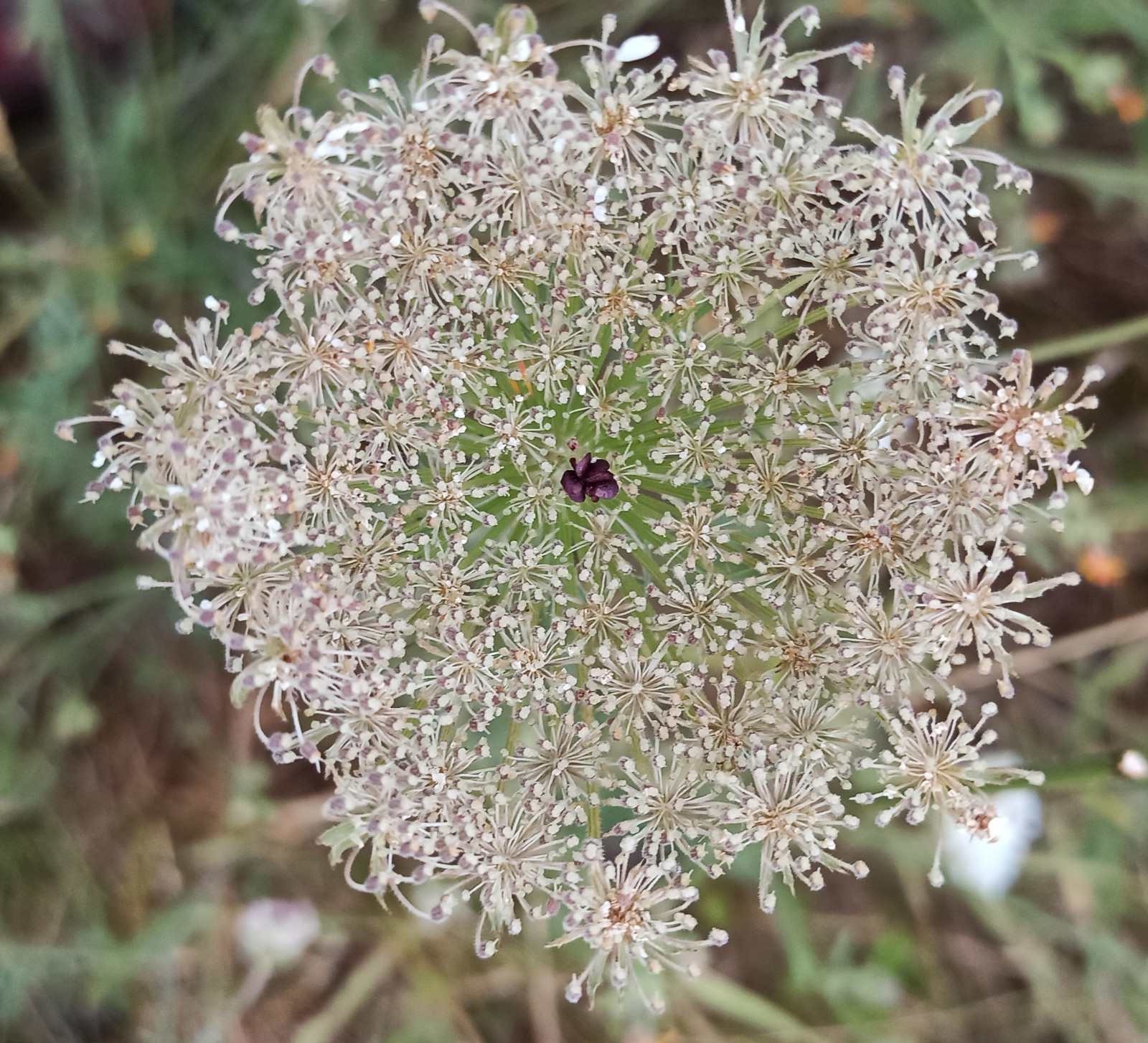 Image de Hydrolat Carotte sauvage Bio