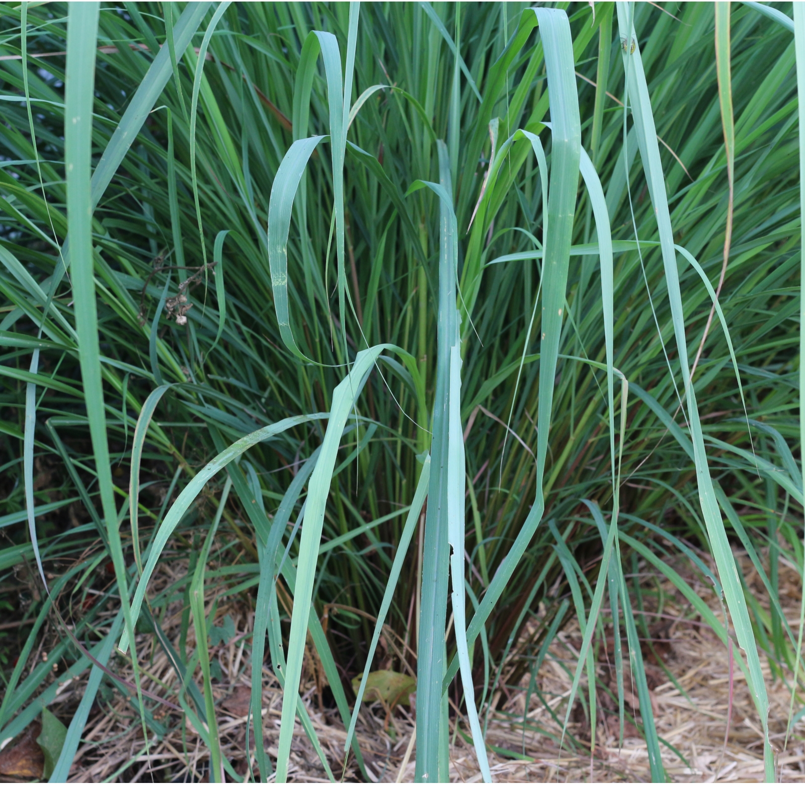 Image de Hydrolat Citronnelle Bio, Verveine des Indes Bio