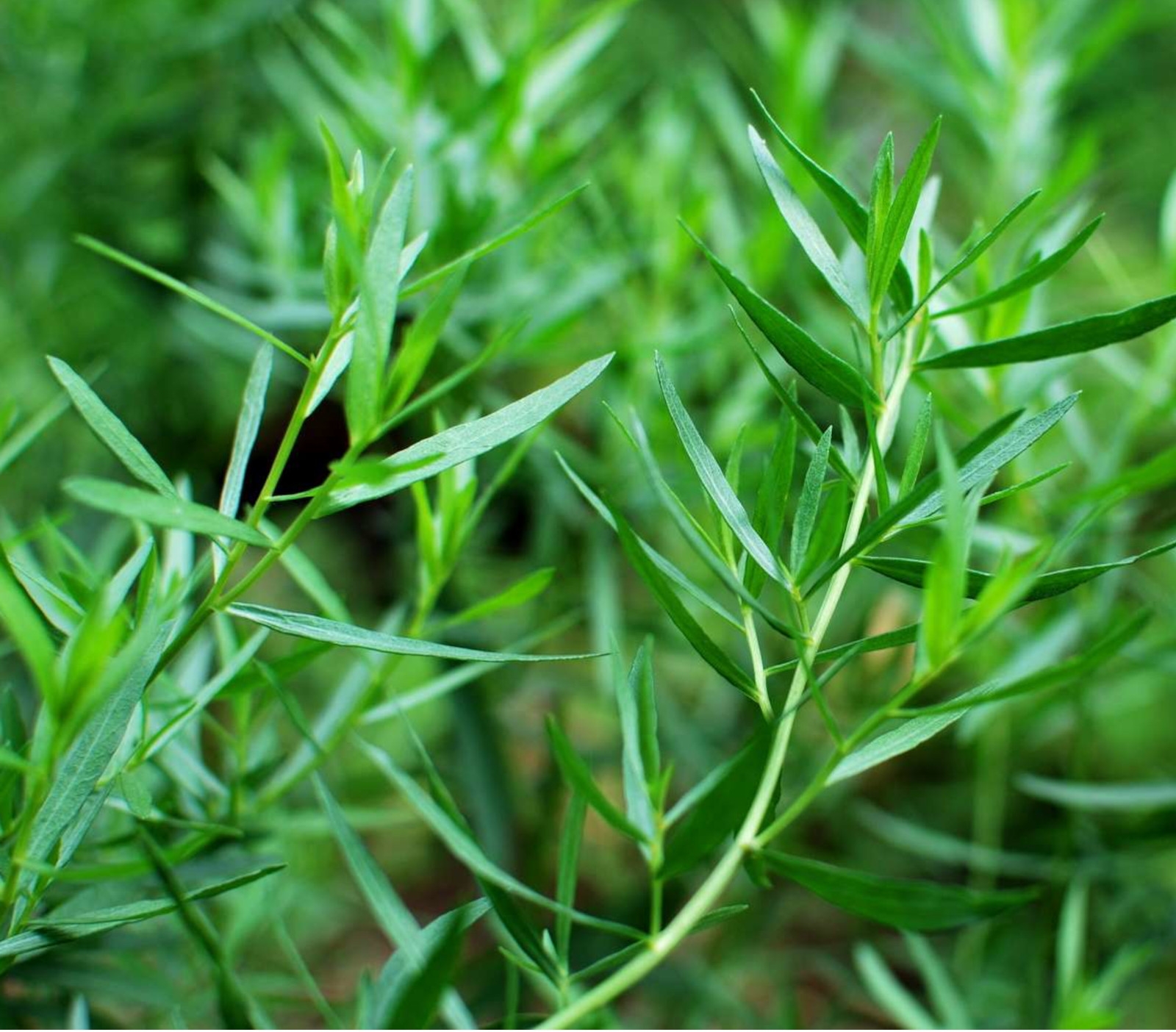 Image de Hydrolat Estragon Bio