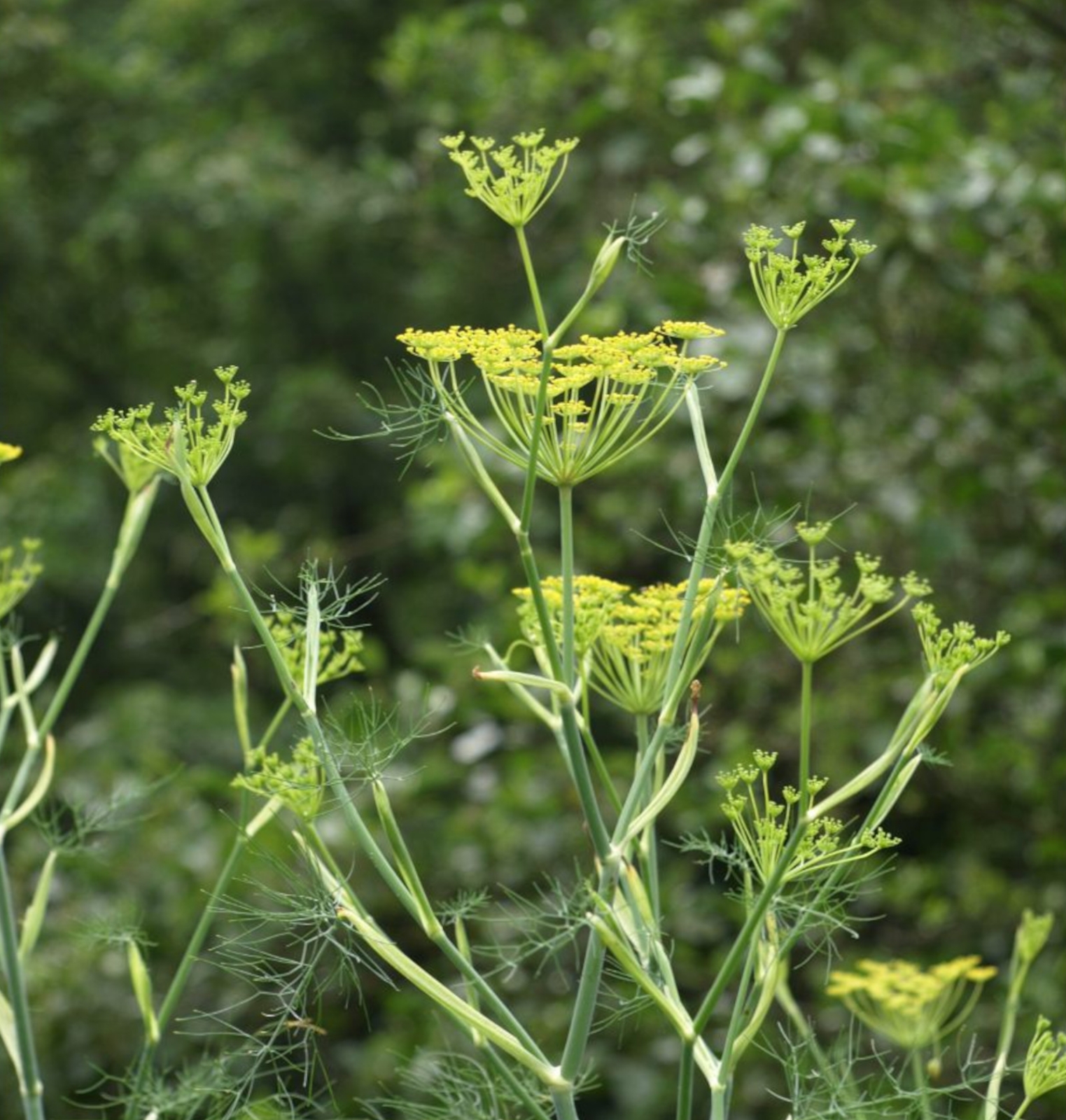 Image de Hydrolat Fenouil Bio