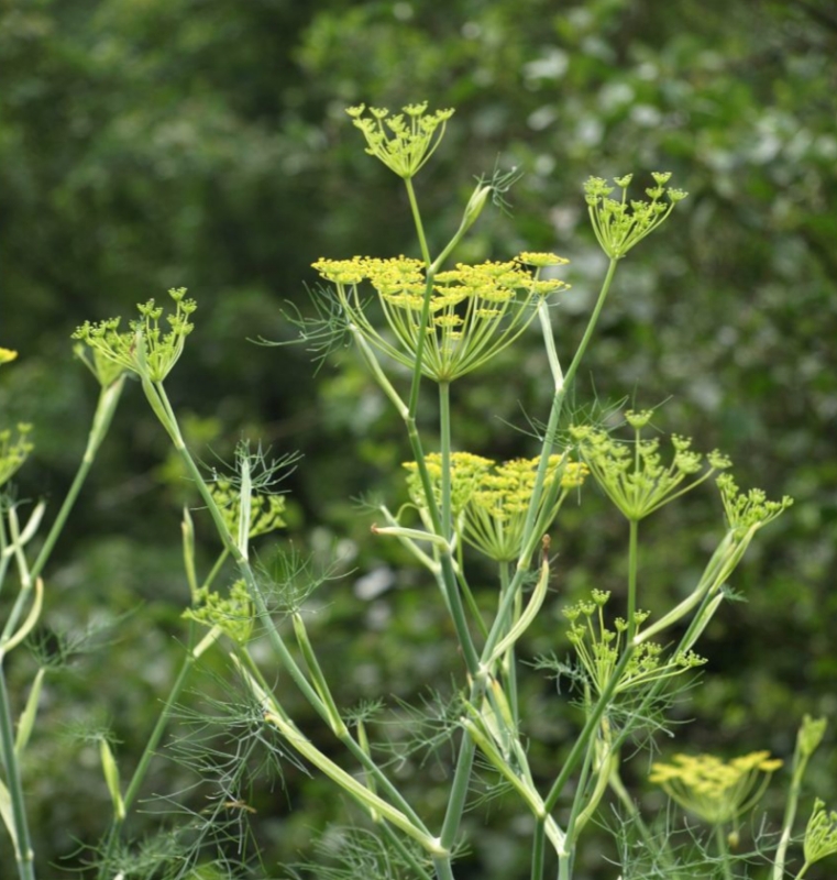 Image de Hydrolat Fenouil Bio