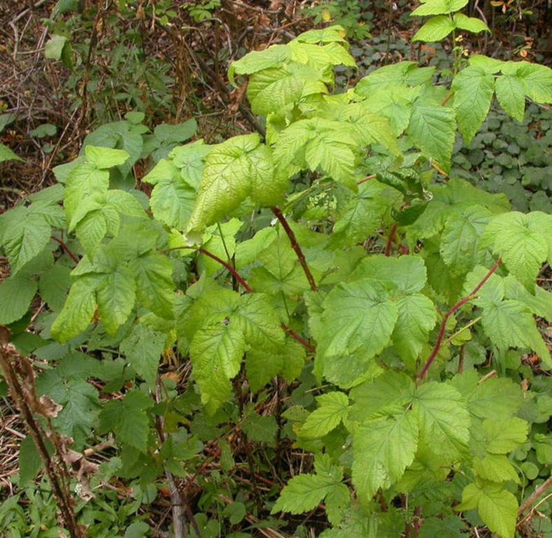 Image de Hydrolat Framboisier Bio