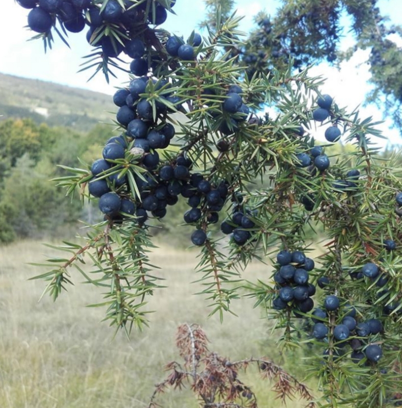 Image de Hydrolat Genévrier Commun Bio