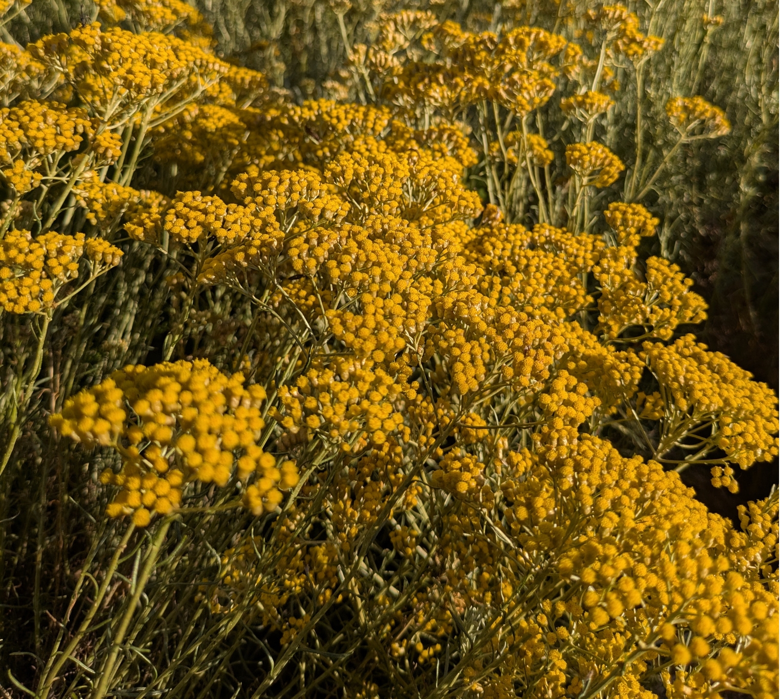 Image de Hydrolat Hélichryse Italienne Bio