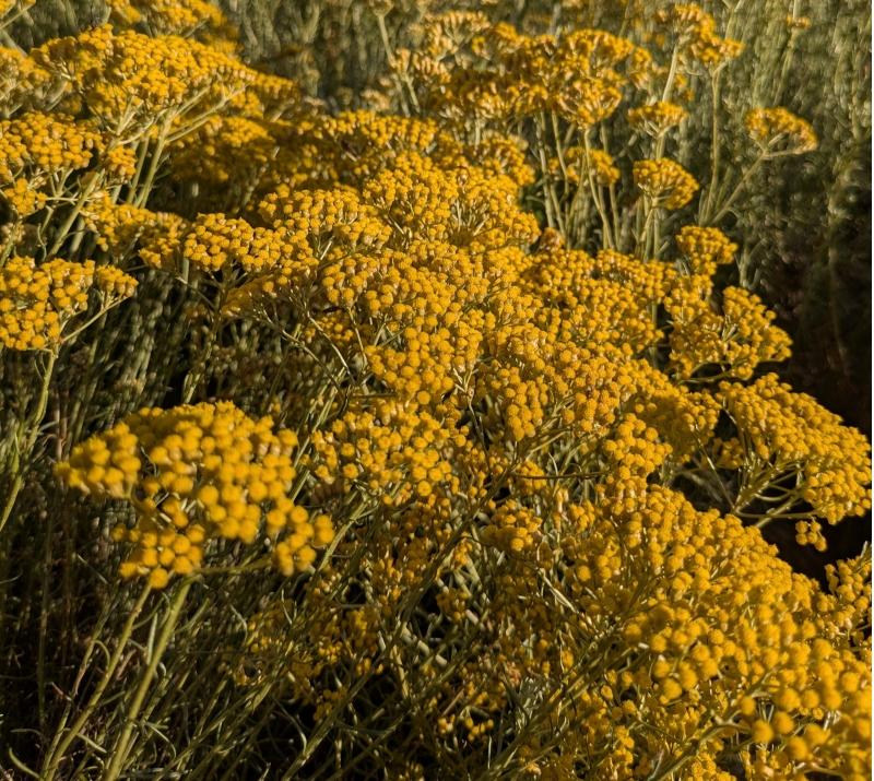 Image de Hydrolat Hélichryse Italienne Bio