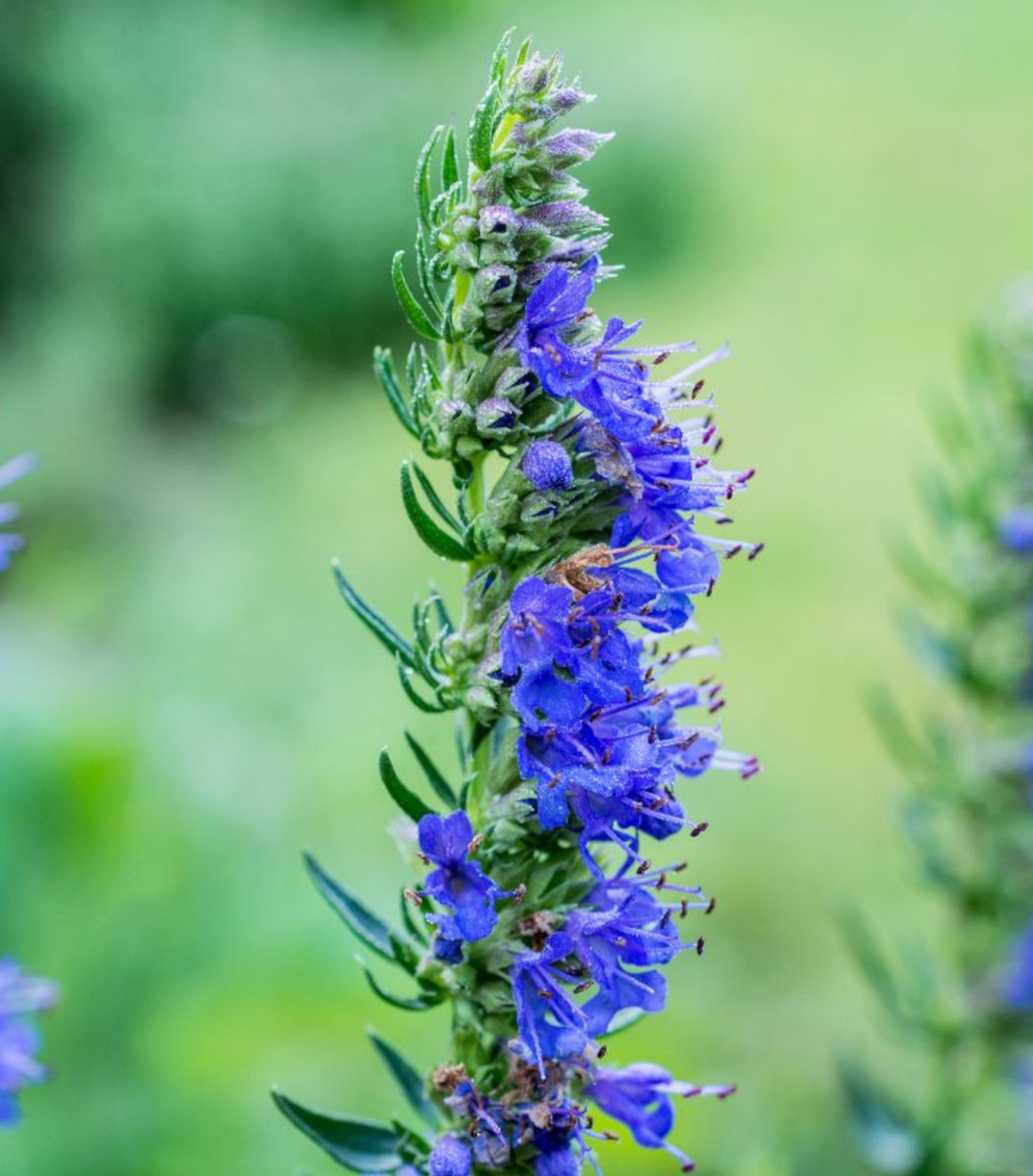 Image de Hydrolat Hysope Couchée Bio