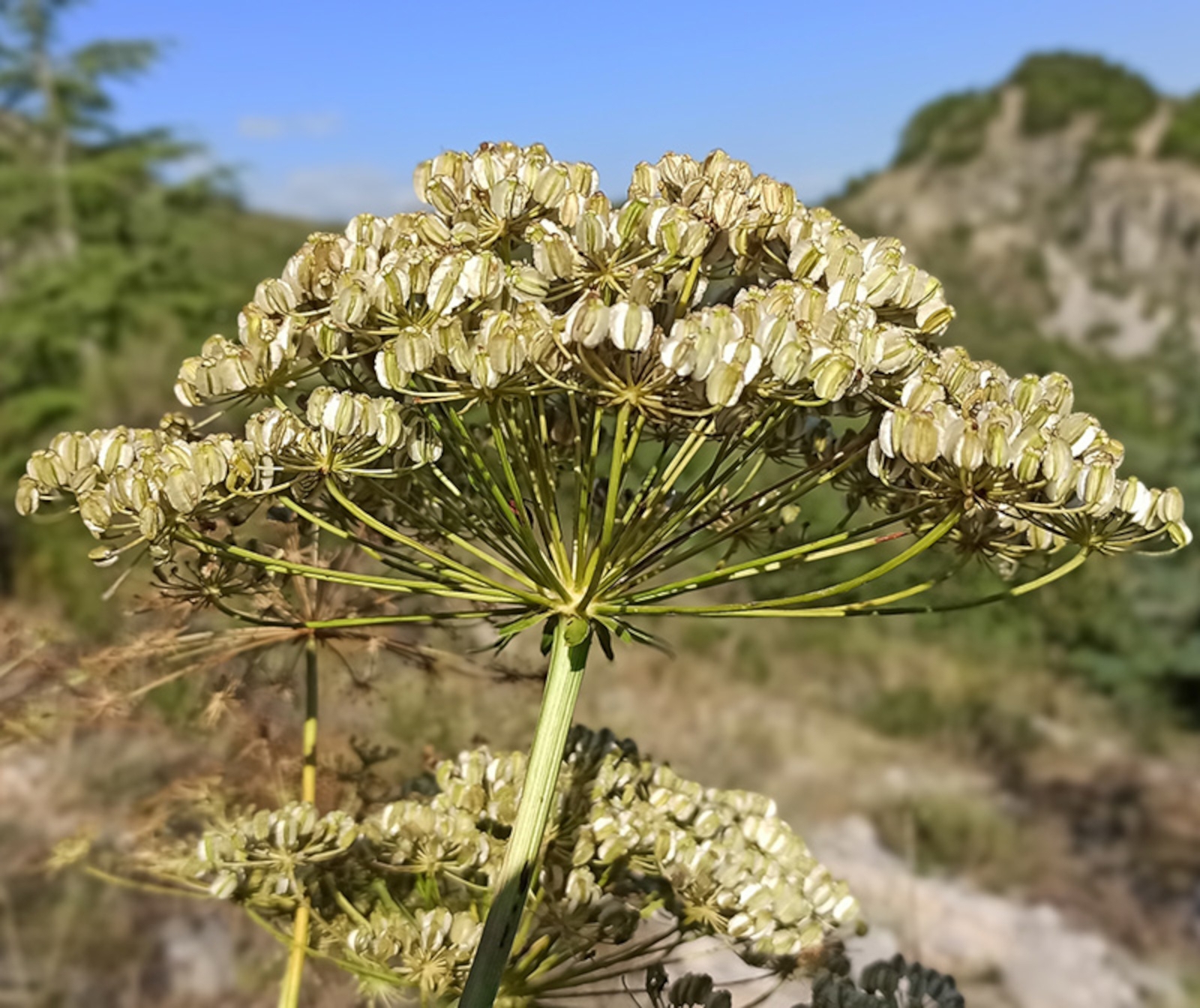 Image de Hydrolat Laser de France Bio