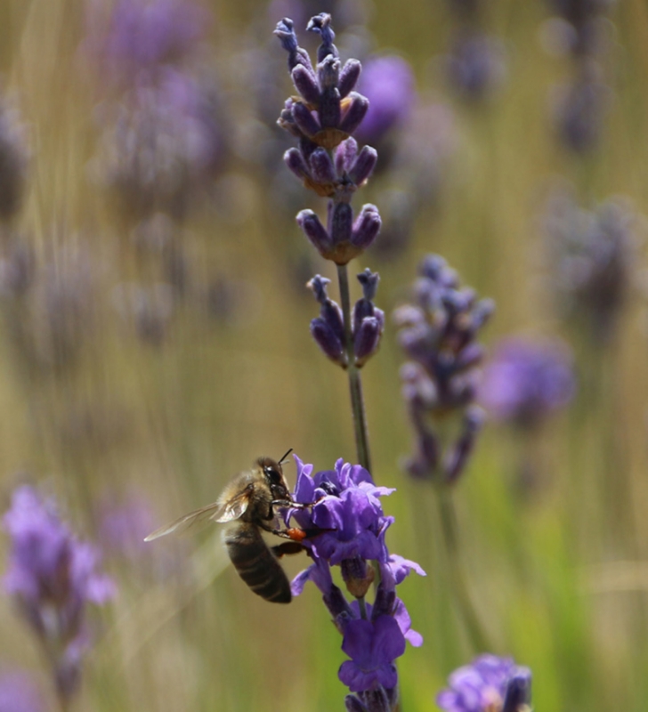 Image de Hydrolat Lavande Fine Sauvage Bio
