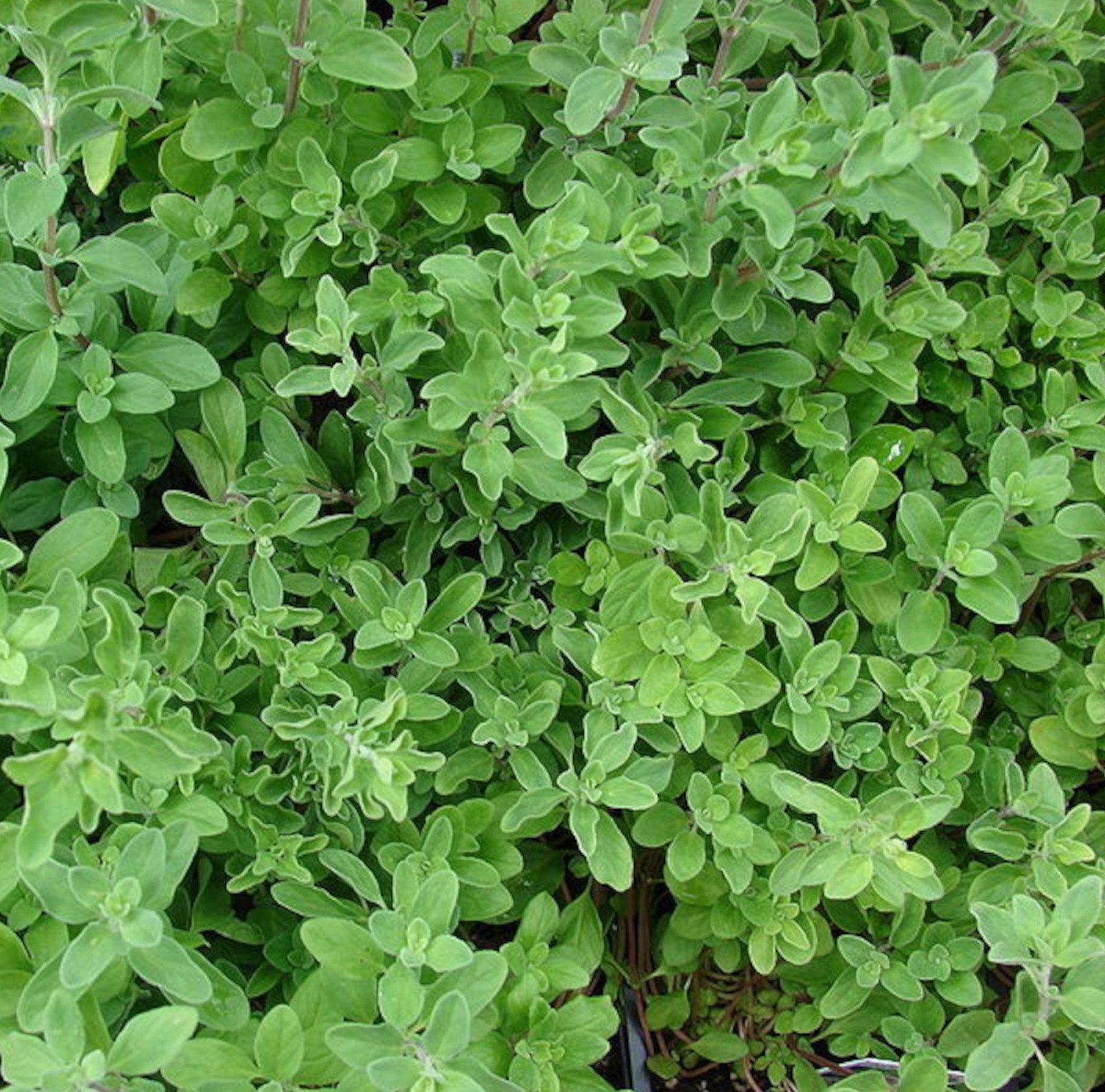 Image de Hydrolat Marjolaine à Coquilles Bio