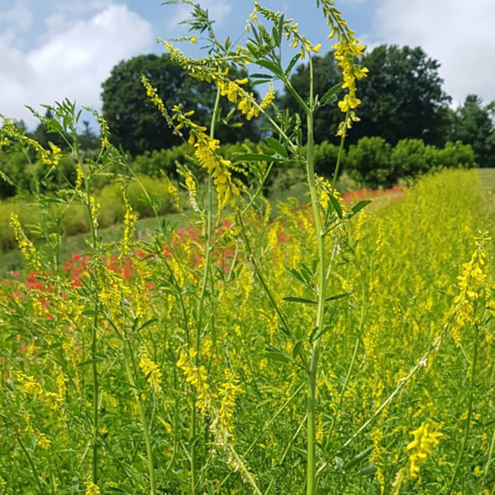 Image de Hydrolat Mélilot Bio