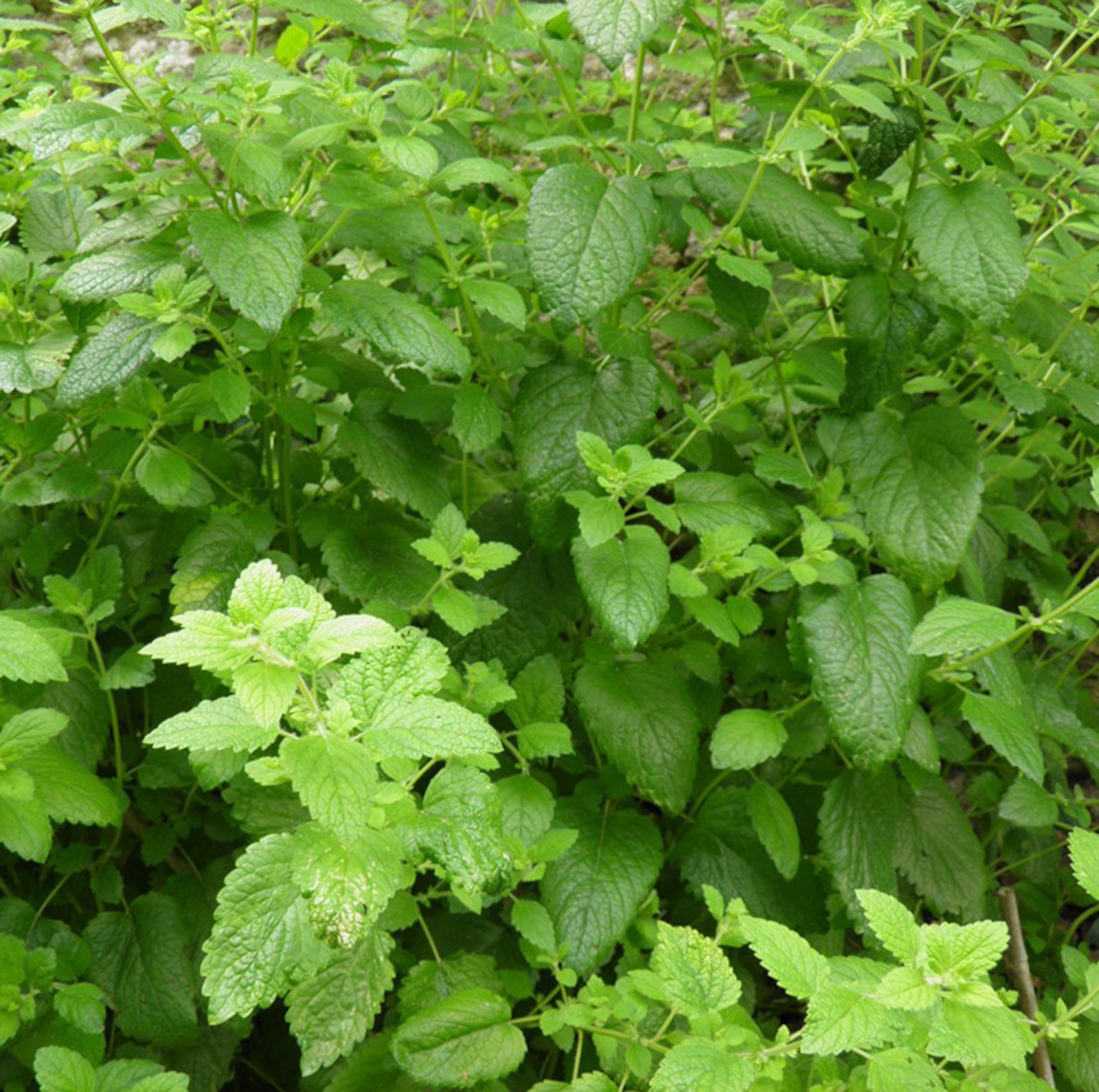 Image de Hydrolat Mélisse Bio