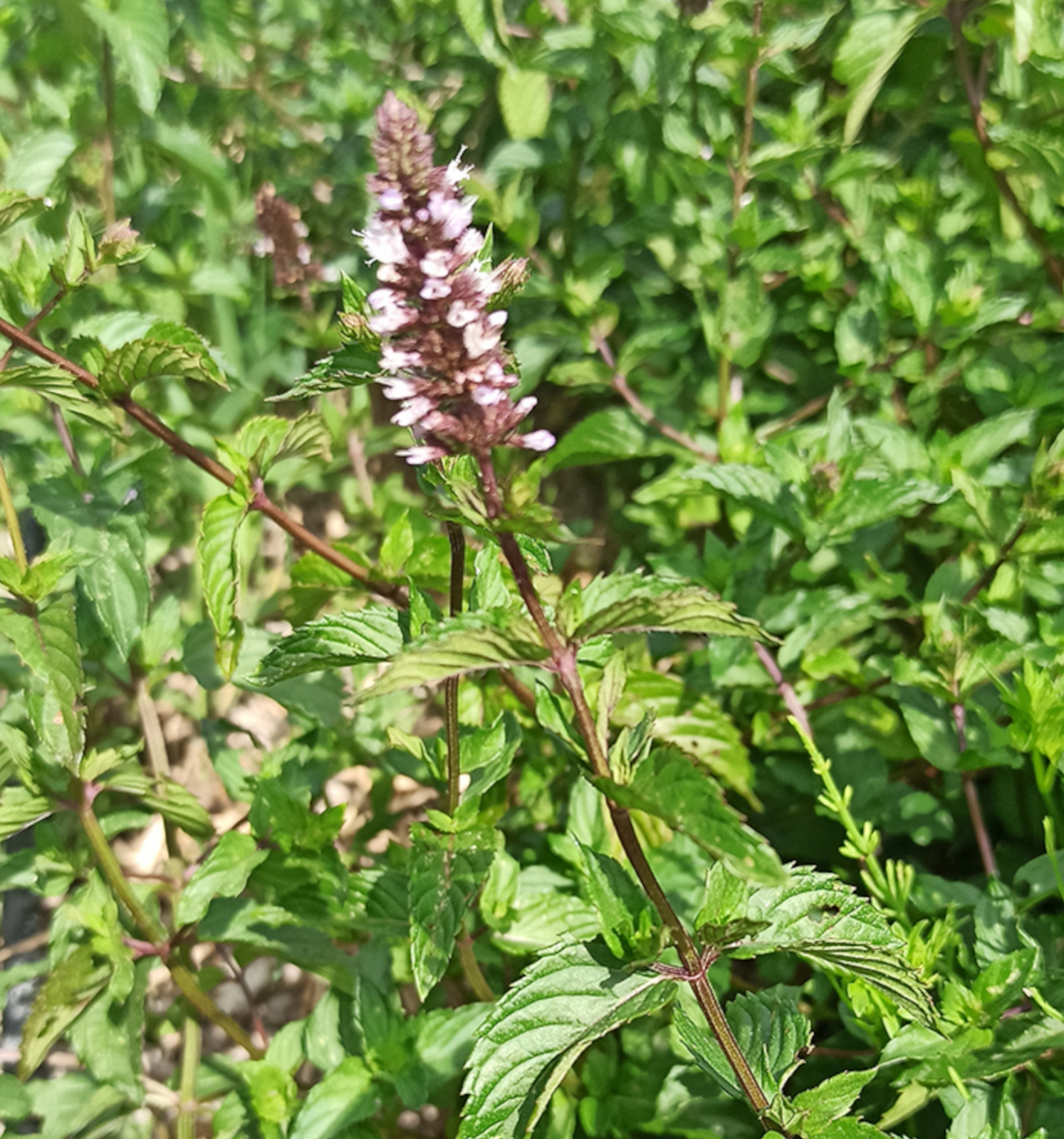 Image de Hydrolat Menthe poivrée Bio