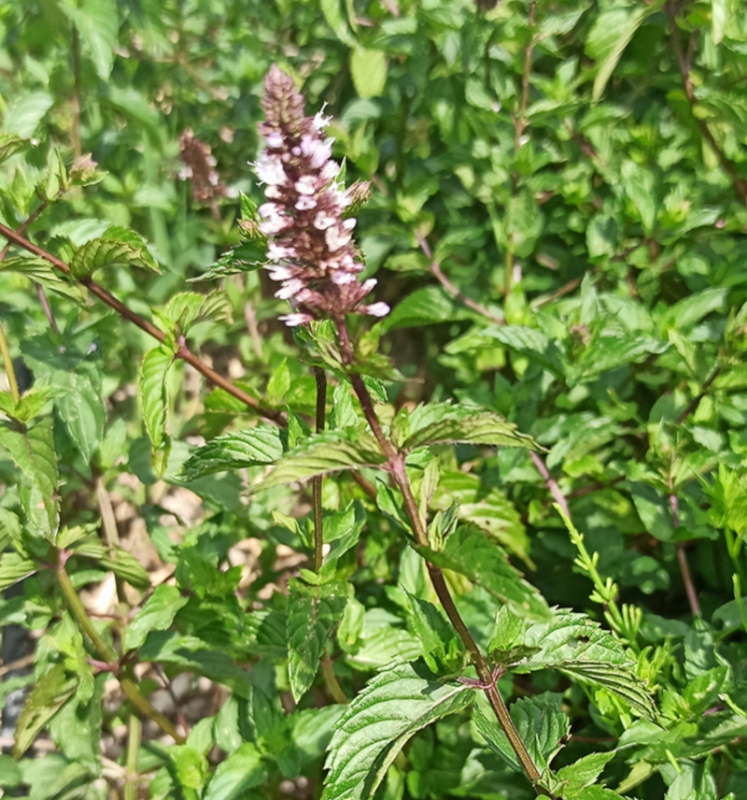 Image de Hydrolat Menthe poivrée Bio