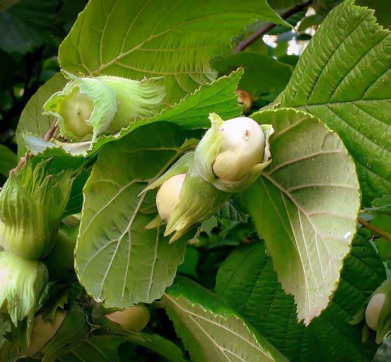 Image de Hydrolat Noisetier Bio