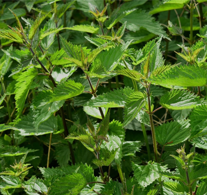 Image de Hydrolat Ortie Bio